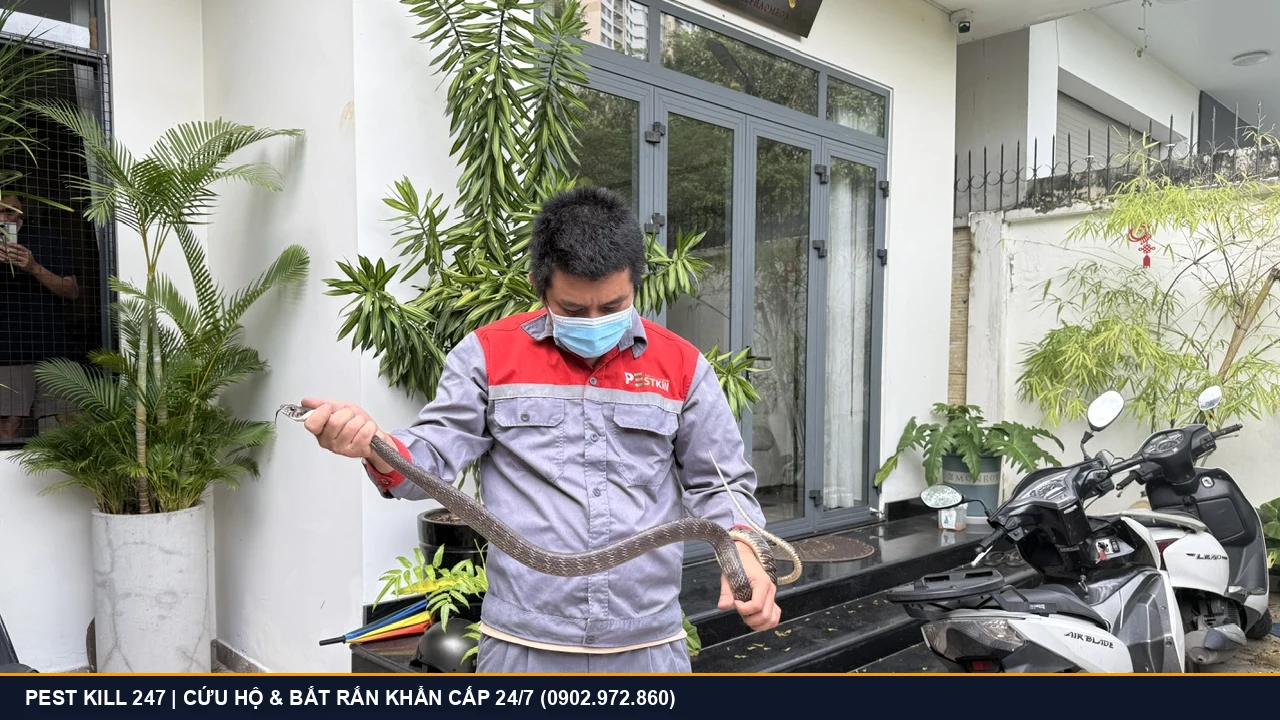 Thợ bắt rắn Pest Kill 247 khống chế an toàn cá thể rắn ráo trâu khổng lồ dài hơn 2 mét bò vào biệt thự sân vườn tại TPHCM